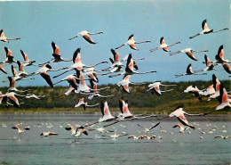 Oiseaux - Flamants Roses - Camargue - Flamingos - CPM - Voir Scans Recto-Verso - Pájaros