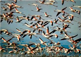 Oiseaux - Flamants Roses - Camargue - Flamingos - CPM - Voir Scans Recto-Verso - Pájaros