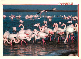 Oiseaux - Flamants Roses - Camargue - Flamingos - CPM - Voir Scans Recto-Verso - Oiseaux