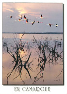 Oiseaux - Flamants Roses - Camargue - Flamingos - CPM - Voir Scans Recto-Verso - Birds