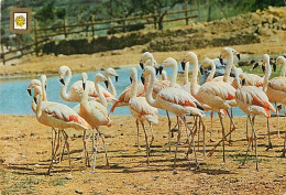 Oiseaux - Flamants Roses - Flamingos - CPM - Voir Scans Recto-Verso - Pájaros