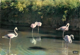 Oiseaux - Flamants Roses - Camargue - Flamingos - CPM - Voir Scans Recto-Verso - Pájaros