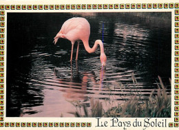 Oiseaux - Flamants Roses - Flamingos - CPM - Voir Scans Recto-Verso - Pájaros