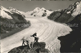 11677703 Eggishorn Gr Aletschgletscher Mit Eiger Moench Jungfrau Gemsen Eggishor - Otros & Sin Clasificación