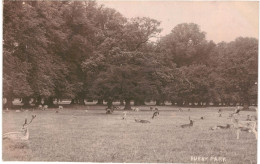 CPA Carte Postale Royaume Uni Bushy Park  VM80447 - Londres – Suburbios