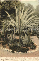 11674306 Los_Angeles_California Cactus Bed In Eastlake Park - Other & Unclassified