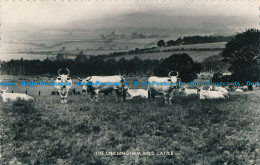 R027325 The Chillingham Wild Cattle. Valentine. RP. 1961 - Welt
