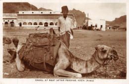 P-24-Mi-Is-611 :  CAMEL AT REST AFTER FEEDING. ADEN. - Jemen