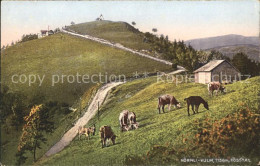 11673228 Hoernli Kulm Toesstal Kuehe  Hoernli ZH - Autres & Non Classés