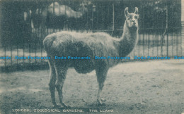 R027353 London. Zoological Gardens. The Llama - Other & Unclassified