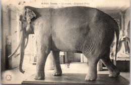 37 TOURS - L'elephant Fritz Dans Le Musee. - Tours