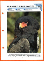 BATELEUR DES SAVANES   Oiseau Illustrée Documentée   Animaux Oiseaux  Rapace Fiche Dépliante - Dieren