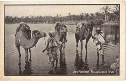 AFRIQUE DU NORD MAGHREB MAROC SUD MAROCAIN : PASSAGE DE L'OUED DRAHÂ - Sonstige & Ohne Zuordnung