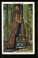 AK The California Tree, Mariposa Grove Of Big Trees  - Altri & Non Classificati