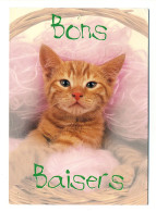 CHAT - Bons Baisers - Katzen