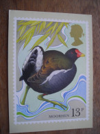 FDC 1980  Moorhen Worthing Poule D'eau, Carte PHQ - PHQ Cards