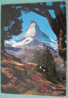 Zermatt (VS) -  Bergarven Auf Riffelalp Gegen Matterhorn - Mont Cervin - Zermatt