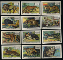 Meurisse - Ca 1930 - 100 - Les Félidés, Wild Cats - Full Serie - Other & Unclassified