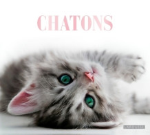 Chatons (0) De Collectif - Dieren