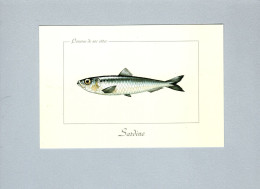 Poissons - Vissen & Schaaldieren