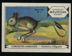 Meurisse - Ca 1930 - 101 - Curiosités Animales, Strange Animals - 1 - Gerboise D'Egypte - Other & Unclassified