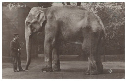 S5585/ Elephant Elefant Foto AK Engalnd 1916 - Autres & Non Classés