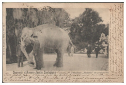 S5587/ Zoo Tierpark Anvers Jardin Zoologique  Belgien Elefant 1901 AK - Autres & Non Classés