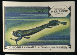 Meurisse - Ca 1930 - 101 - Curiosités Animales, Strange Animals - 2 - Stomias Boa Lumineux, Boa Dragonfish - Altri & Non Classificati