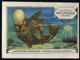 Meurisse - Ca 1930 - 101 - Curiosités Animales, Strange Animals - 5 - Poisson à Vessie Natatoire, Swim Bladder - Other & Unclassified