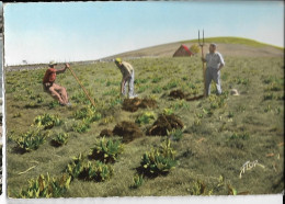 Sur Les Monts Du Cantal Arracheurs De Gentiane Ed. Flor Carrière, Cpsm GF, Envoi 1965 - Sonstige & Ohne Zuordnung