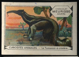 Meurisse - Ca 1930 - 101 - Curiosités Animales, Strange Animals - 6 - Le Tamanoir à Crimère, Giant Anteater - Other & Unclassified