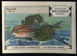 Meurisse - Ca 1930 - 101 - Curiosités Animales, Strange Animals - 7 - Le Poisson Volant, Flying Fish - Otros & Sin Clasificación