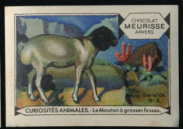 Meurisse - Ca 1930 - 101 - Curiosités Animales, Strange Animals - 8 - Le Mouton à Grosses Fesses, Sheep - Autres & Non Classés