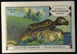 Meurisse - Ca 1930 - 101 - Curiosités Animales, Strange Animals - 9 - Tortue Platysterne, Tortoise - Other & Unclassified