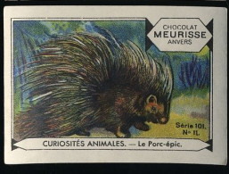 Meurisse - Ca 1930 - 101 - Curiosités Animales, Strange Animals - 11 - Le Porc-épic, Porcupine - Sonstige & Ohne Zuordnung