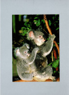 Koala - Altri & Non Classificati