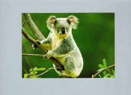 Koala - Otros & Sin Clasificación