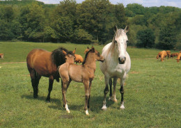 CPM Chevaux Et Poulains Dans Un Pâture Marcel Warlop Confolent Saint-Sylvain Montaigut - Photo Agis Guéret - Chevaux