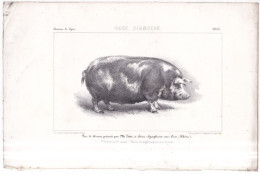 69 SAINT SYMPHORIEN SUR COISE COCHON RACE SIAMOISE LITHOGRAPHIE IMPRIMERIE IMPERIALE 1855 CONCOURS DE LYON - Saint-Symphorien-sur-Coise