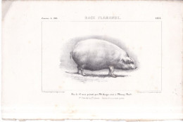 59 MARCQ EN BAREUIL COCHON RACE FLAMANDE LITHOGRAPHIE IMPRIMERIE IMPERIALE 1855 CONCOURS DE LILLE - Marcq En Baroeul