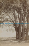 R028240 Old Postcard. Trees - World