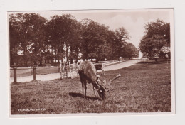 ENGLAND - Richmond Park Unused Vintage Postcard - Londres – Suburbios
