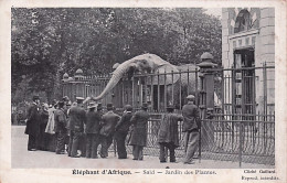 75 - PARIS - Jardin Des Plantes  - Elephant D'Afrique - Parcs, Jardins