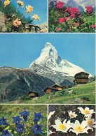 SUISSE - Switzerland - Edelweiss - Rhododendron - Le Cervin - Carte Postale - Autres & Non Classés