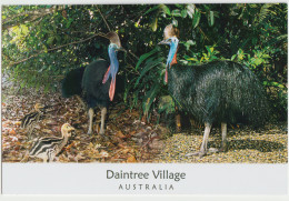 Australia QUEENSLAND QLD Cassowaries & Chicks DAINTREE VILLAGE Murray Views GEN552 Postcard C2010s - Otros & Sin Clasificación