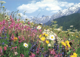 FRANCE - Fleurs Des Alpages - Montagne - Alpes - Wiesenblumen - Fleurs Des Champs - Wild Flowers - Carte Postale - Andere & Zonder Classificatie