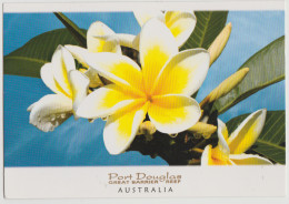 Australia QUEENSLAND QLD Frangipani Flowers PORT DOUGLAS Murray Views GEN583 Postcard C1990s - Altri & Non Classificati