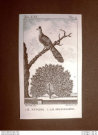 Pavone E Speroniere Incisione Su Rame Del 1813 Buffon Uccello Ornitologia - Avant 1900