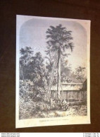 Latano Isola Grande Andaman Isole Arcipelago Andamane - Ante 1900