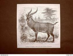 In Uganda Nel 1863 Antilope N'samma Delle Rive Del N'yanza Africa - Ante 1900